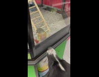 Dog look at bird inside glass cage