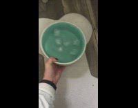 Black labrador dog ice cubes water bowl 