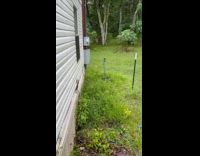 Woman hears croaking toads in her yard