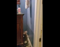 Cat runs up wall pulls towel down 