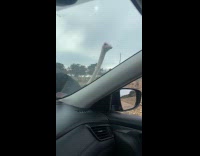 Woman gives ostrich food gets whole bag