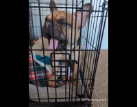 Dog wants to get out of crate