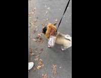 Collab WINY - Pug in Cocaine Bear costume on street