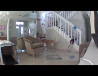 Dog stuck on stairs railings