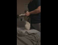 Guy makes cat stand do thriller dance 