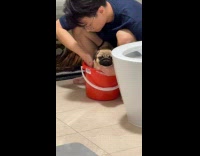 Collab PLC - Guy gives pug a bath in a red bucket