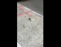 Collab WINY - Bird pecks and carries injured dragonfly 