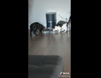 Cats run to food dispenser from couch 