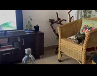 Cat watches videos lies down on couch