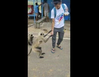 Guy white shirt give food to monkeys