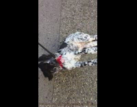 spotted dog not wanting to walk getting pulled by leash 