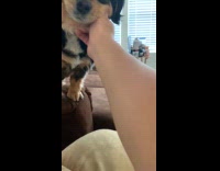 Man teaches dog how to high five