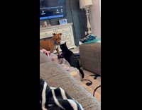 Dog lets out scream when cat charges towards him