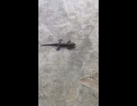Lizard struggle to crawl on slippery floor