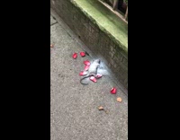 Mouse rat white paint flower petals sidewalk