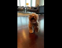 Brown dog runs slips slides wood floor