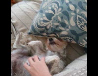 Dog lays on couch loves getting affection