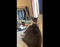 Cat grooming itself ate own fur