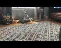 Brown bulldog runs around in circles and sprints inside tipi bed