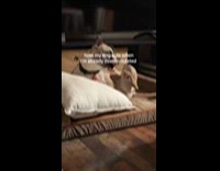 Dog gets zoomies when hooman is overstimulated 