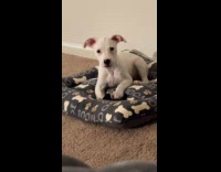 Puppy runs away hearing dog audio