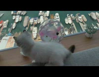 Kitten plays with blue ball by window