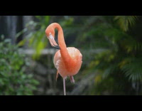 Flamingo stands in one feet and cleans its neck