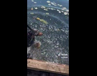 Brown dog falls in water 