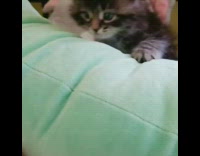 Small black grey kitten climbs green pillow 