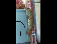 Lizard licks food on top of the upside-down cup