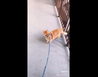 Orange cat blue leash outside misbehave 