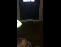 music owner shaking snacks and grey cat coming towards them