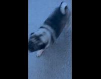 Submitter runs in house chased by dog