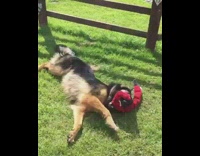 German shepherd dog red squeaky toy grass 