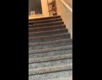 Puppy afraid to get down the stairs