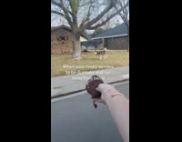 Husky dog running away on neighbors yard