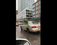 Large green plant sticks out window car