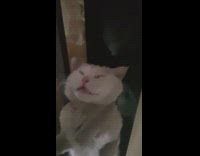 Cat lie down weird face beside railings