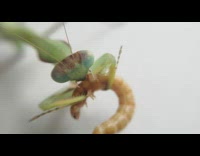 Green preying mantis holds eats brown worm 