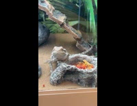 Submitter shows snake tank with bearded dragon