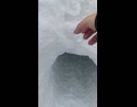 White dog crawls out of snow cave 