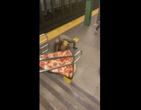 Rat costume guy bites drags pizza stairs 