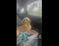 golden in back seat with a small smile