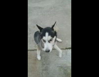 Husky dog says I love you