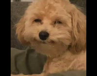 Small brown dog smiles green pants guy