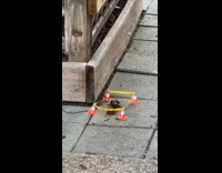 collab winy - Small traffic cones surround manure on ground 