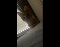 Orange cat curious about camera