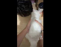 Collab ClipsIG - Man Fails to Do August Pet Spin Trend