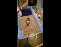 Lady Transfers Pigeons Toy to Bigger Container