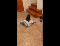 Dog rides robot vacuum inside the house